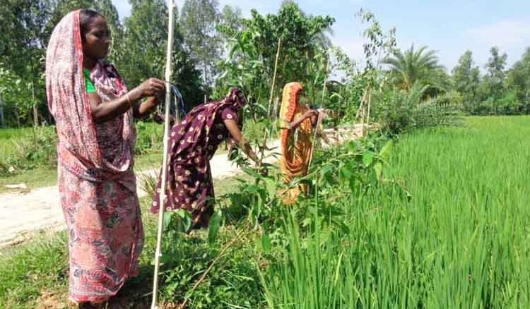 Strip plantation also get 100 days work labour in plantation project